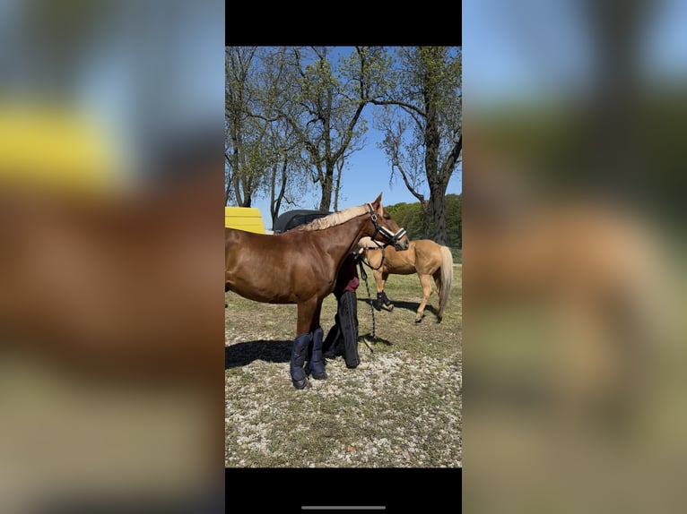 Malopolski / Anglo-Arabo Polacco Castrone 8 Anni 163 cm Sauro in Bielsko-Biała