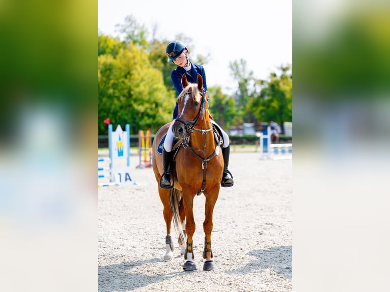 Malopolski / Anglo-Arabo Polacco Castrone 8 Anni 163 cm Sauro in Bielsko-Biała