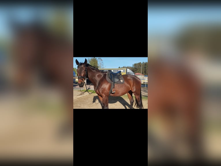 Malopolski / Anglo-Arabo Polacco Giumenta 11 Anni 173 cm Baio in S&#x142;upsk