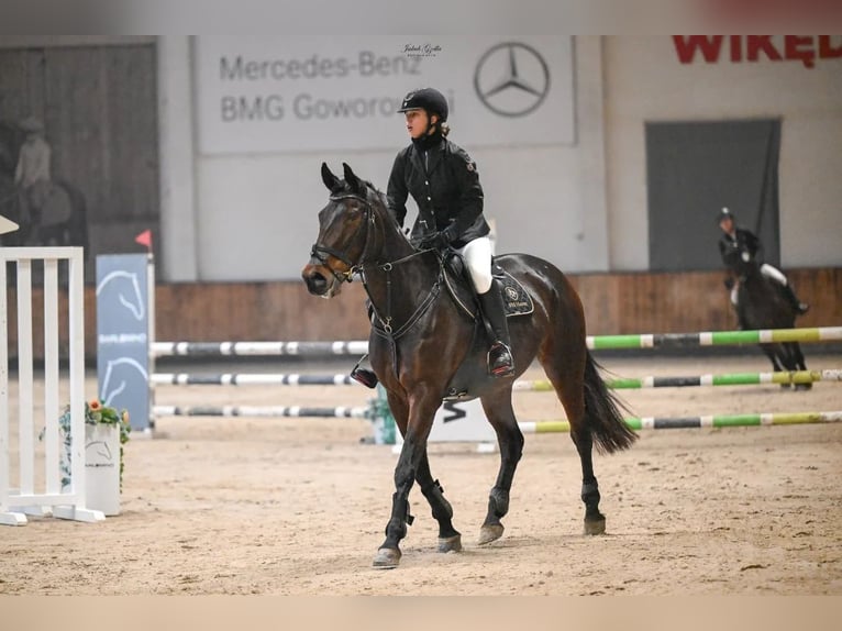 Malopolski / Anglo-Arabo Polacco Giumenta 11 Anni 173 cm Baio in S&#x142;upsk