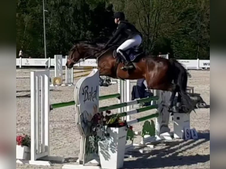 Malopolski / Anglo-Arabo Polacco Giumenta 12 Anni 173 cm Baio in Słupsk