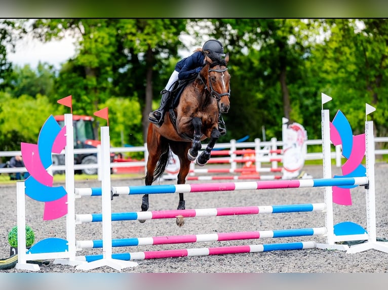 Malopolski / Anglo-Arabo Polacco Giumenta 13 Anni 163 cm Baio scuro in Ruda Śląska