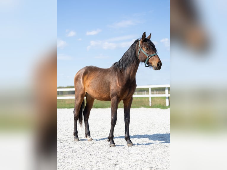 Malopolski / Anglo-Arabo Polacco Mix Giumenta 2 Anni 153 cm Baio ciliegia in Grębów