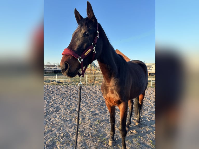 Malopolski / Anglo-Arabo Polacco Giumenta 4 Anni 170 cm Baio nero in Nowe polichno