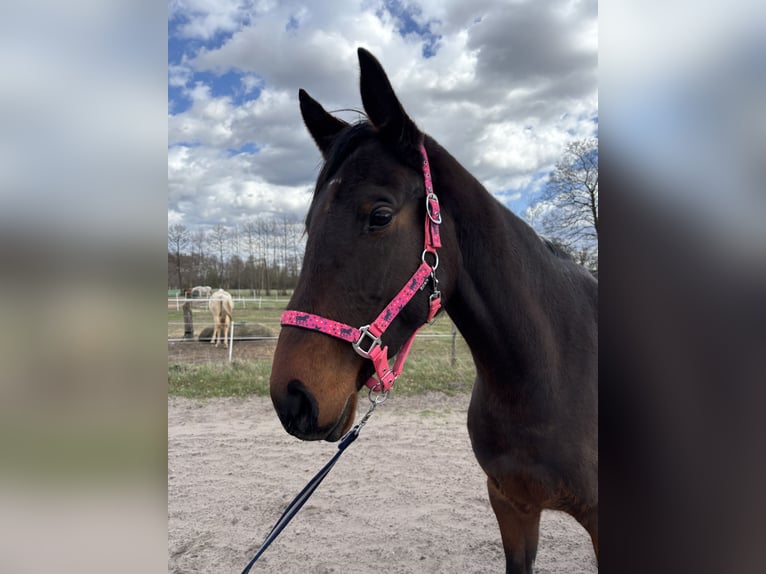 Malopolski / Anglo-Arabo Polacco Giumenta 4 Anni 170 cm Baio nero in Nowe polichno