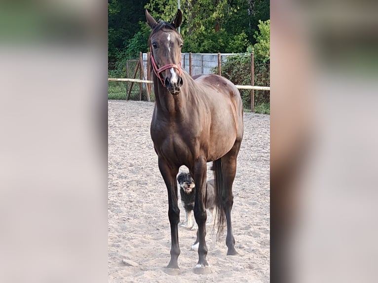 Malopolski / Anglo-Arabo Polacco Giumenta 7 Anni 168 cm Baio ciliegia in woj. Mazowieckie