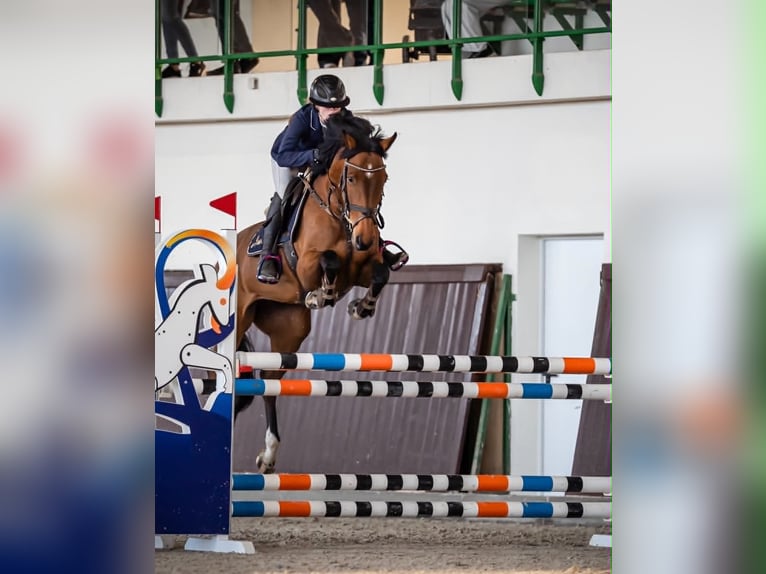 Malopolski / Anglo-Arabo Polacco Giumenta 9 Anni 162 cm Baio in Rudki Huby
