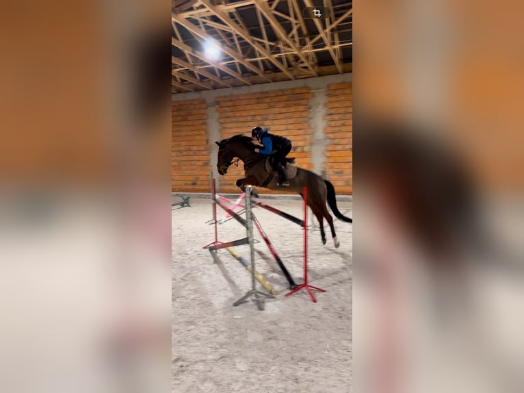 Malopolski / Anglo-Arabo Polacco Giumenta 9 Anni 162 cm Baio in Rudki Huby