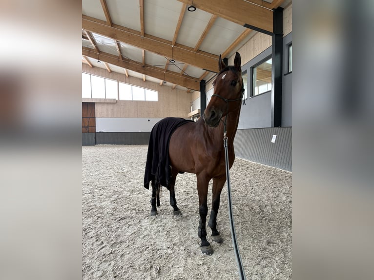 Malopolski / Anglo-Arabo Polacco Giumenta 9 Anni 168 cm Baio ciliegia in Str&#xF3;&#x17C;e