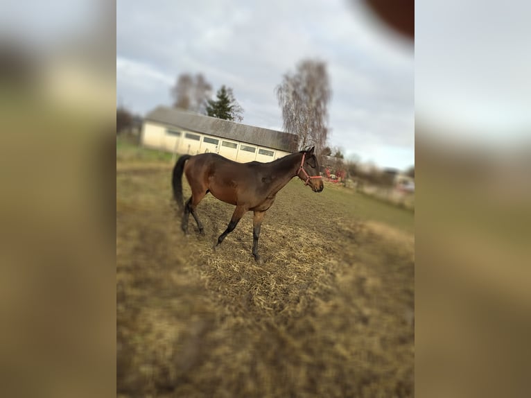 Malopolski / Anglo-Arabo Polacco Stallone 2 Anni 162 cm Baio in Chodów