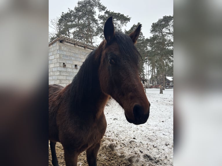 Malopolski / Anglo-Arabo Polacco Stallone 4 Anni 168 cm Baio in Górki Borze