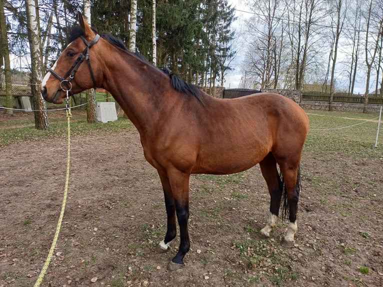 Malopolski / Anglo-Arabo Polacco Stallone 5 Anni Baio in Izbica