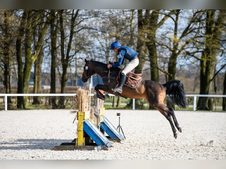 Malopolski / Anglo-Arabo Polacco Stallone 6 Anni 164 cm Baio scuro in Sitno