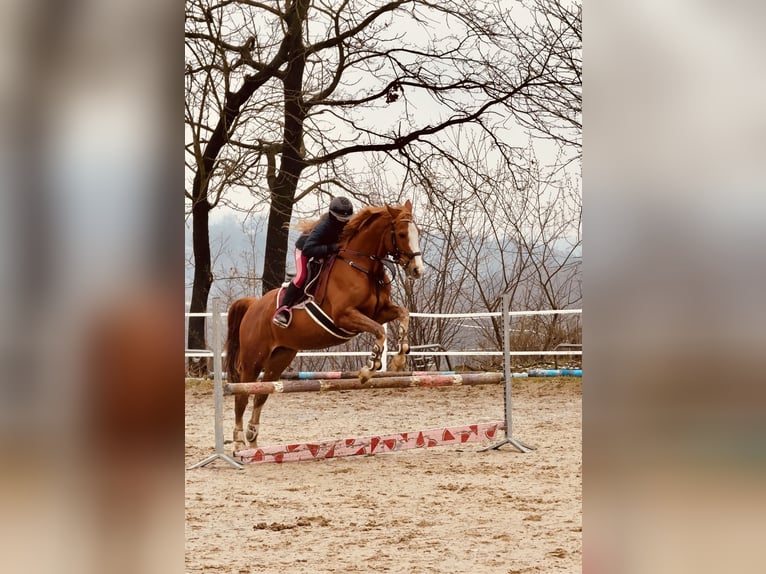 Malopolski Caballo castrado 10 años 165 cm Alazán in Konary