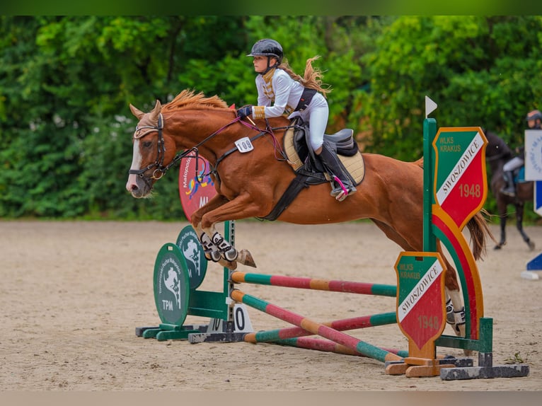 Malopolski Caballo castrado 10 años 165 cm Alazán in Konary