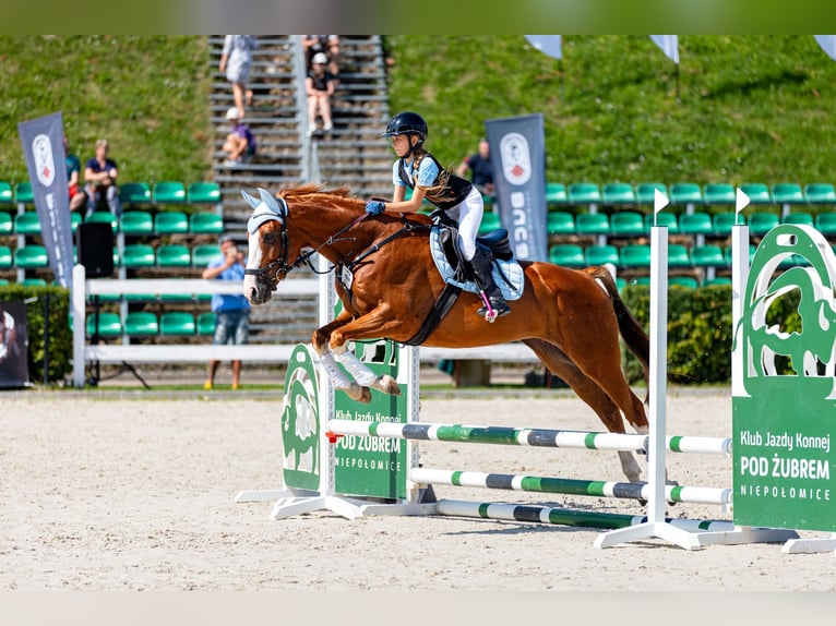 Malopolski Caballo castrado 10 años 165 cm Alazán in Konary