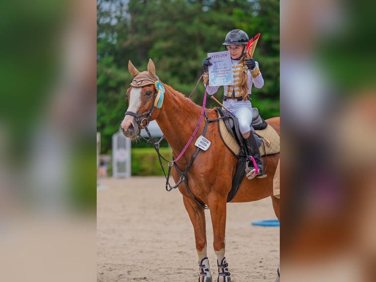 Malopolski Caballo castrado 10 años 165 cm Alazán in Konary