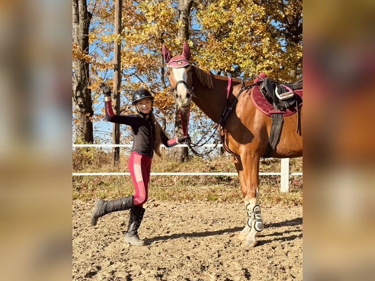 Malopolski Caballo castrado 10 años 165 cm Alazán in Konary