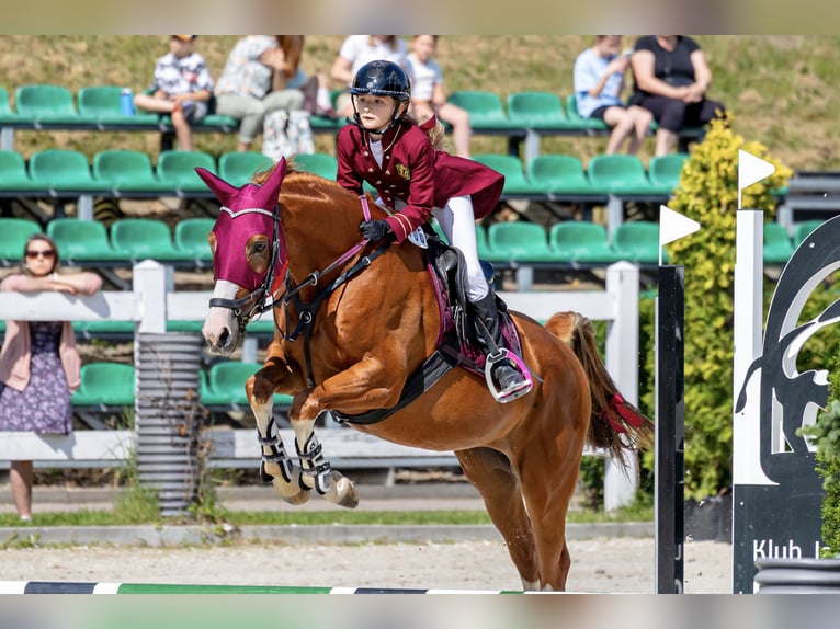 Malopolski Caballo castrado 10 años 165 cm Alazán in Konary