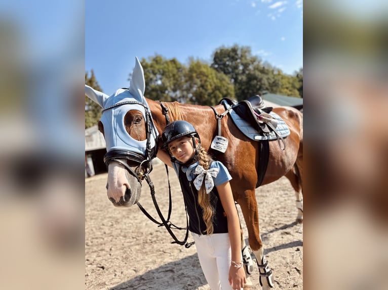 Malopolski Caballo castrado 10 años 165 cm Alazán in Konary