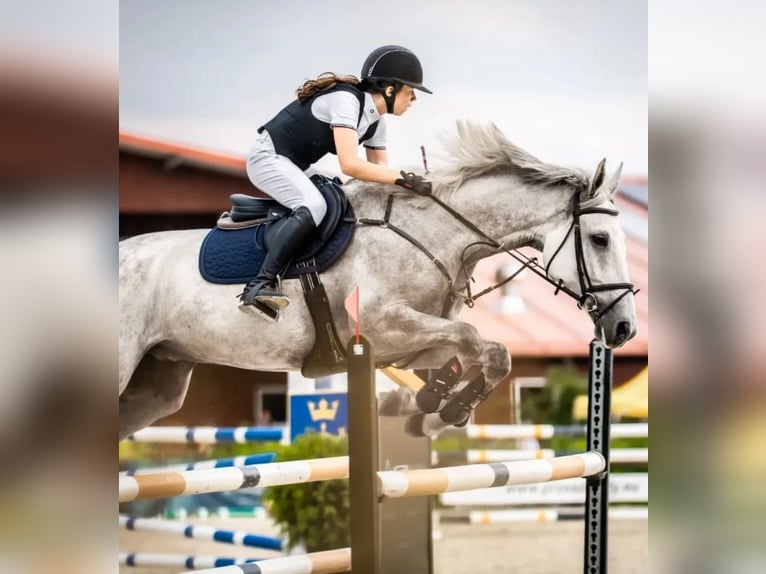 Malopolski Caballo castrado 10 años 169 cm Tordo in Koszalin