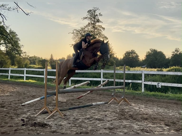 Malopolski Caballo castrado 11 años 166 cm Alazán in Radawa