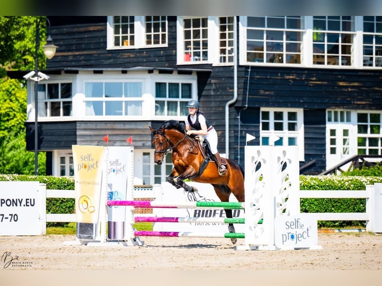 Malopolski Caballo castrado 13 años 150 cm Castaño in Kłosowo