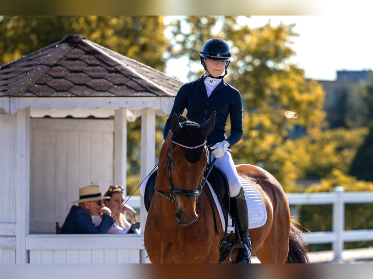 Malopolski Caballo castrado 15 años 170 cm Castaño in Kaw&#x119;czyn