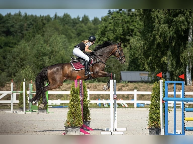 Malopolski Caballo castrado 15 años 175 cm Castaño oscuro in Józefin