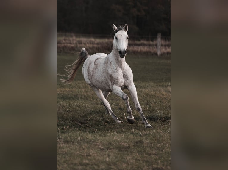 Malopolski Mestizo Caballo castrado 16 años 156 cm Tordo picazo in Moritzburg