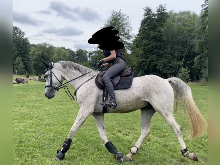 Malopolski Mestizo Caballo castrado 16 años 156 cm Tordo picazo in Moritzburg