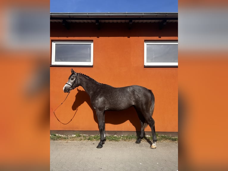 Malopolski Caballo castrado 3 años 164 cm Tordo in Śrem