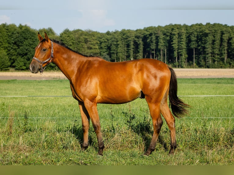 Malopolski Caballo castrado 3 años 168 cm Castaño rojizo in Nowe Miasto