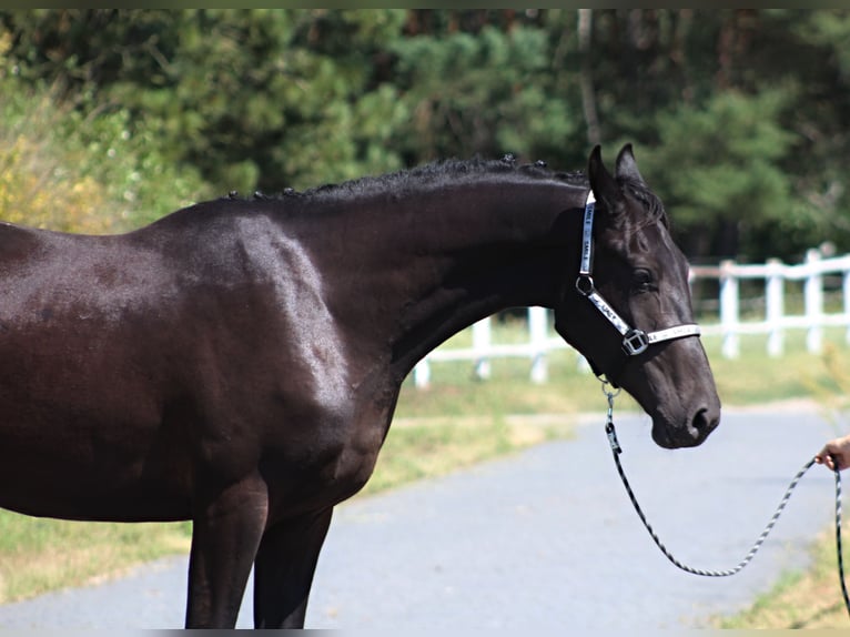 Malopolski Caballo castrado 3 años 177 cm Negro in Santok