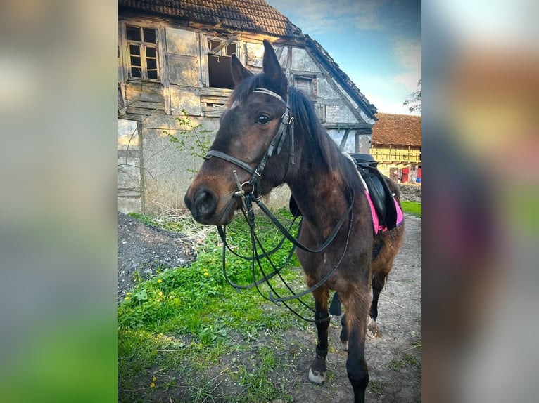Malopolski Caballo castrado 4 años 160 cm Castaño oscuro in Dziadowo