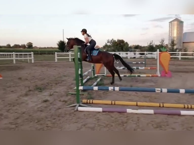 Malopolski Caballo castrado 4 años 161 cm Castaño in Kochowo