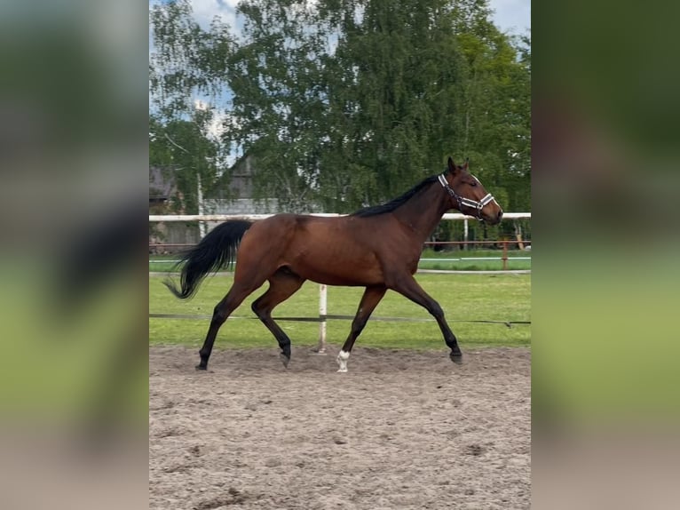 Malopolski Caballo castrado 4 años 162 cm Castaño in Aleksandrów Łódzki