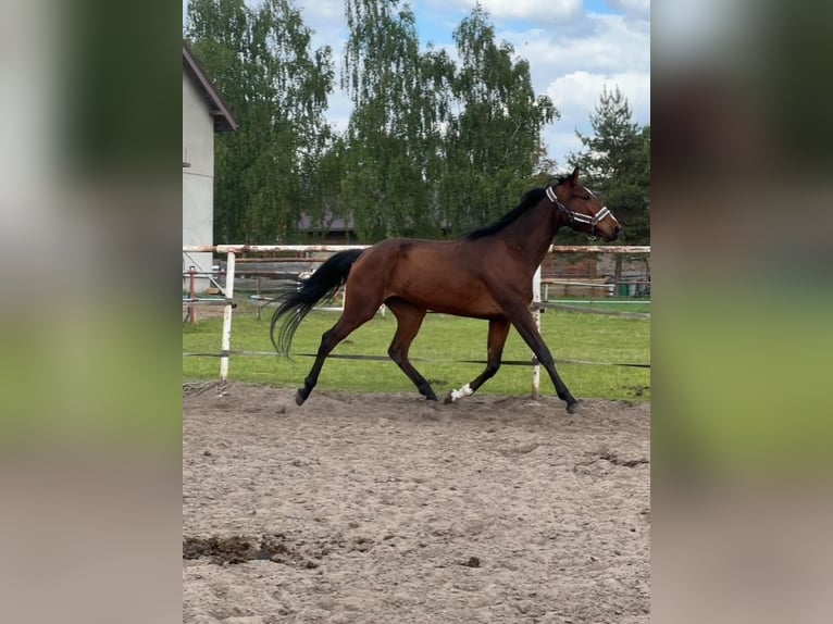Malopolski Caballo castrado 4 años 162 cm Castaño in Aleksandrów Łódzki