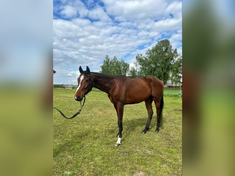 Malopolski Caballo castrado 4 años 162 cm Castaño in Aleksandrów Łódzki