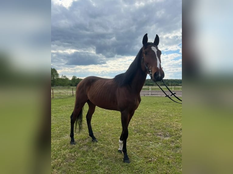 Malopolski Caballo castrado 4 años 162 cm Castaño in Aleksandrów Łódzki