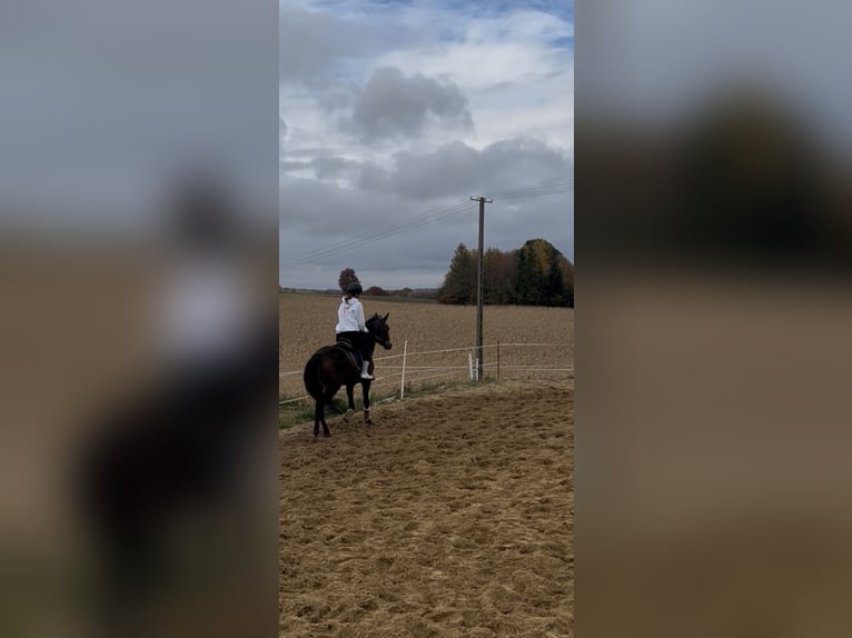 Malopolski Caballo castrado 4 años  in Kolonia Batorz