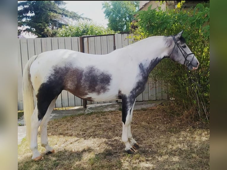 Malopolski Caballo castrado 5 años 165 cm Pío in Kecskem&#xE9;t
