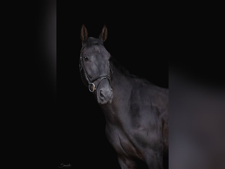 Malopolski Caballo castrado 5 años 170 cm Negro in Krasnystaw