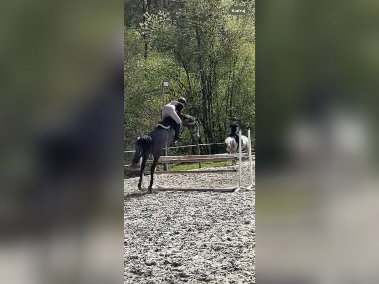 Malopolski Caballo castrado 6 años 160 cm Tordo rodado in Wieliczka