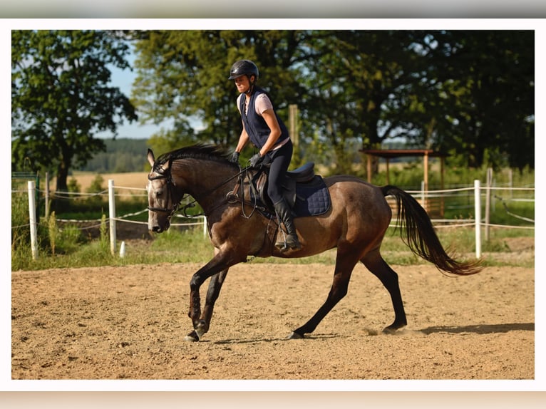 Malopolski Caballo castrado 6 años 163 cm Tordo in Unieszewo