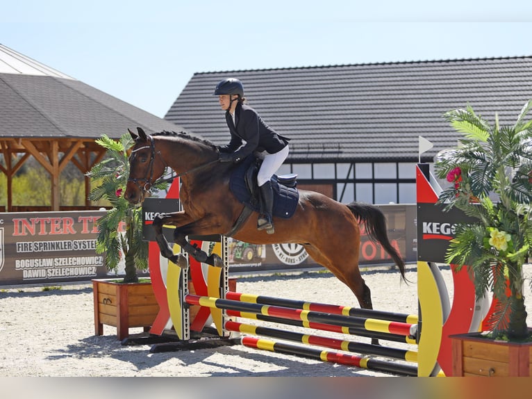 Malopolski Caballo castrado 6 años 164 cm Castaño in Dolne