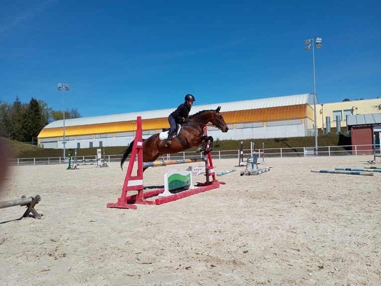 Malopolski Caballo castrado 6 años 164 cm Castaño rojizo in Leszno Dolne