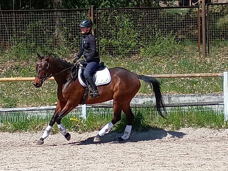 Malopolski Caballo castrado 6 años 164 cm Castaño rojizo in Leszno Dolne