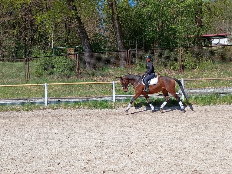 Malopolski Caballo castrado 6 años 164 cm Castaño rojizo in Leszno Dolne