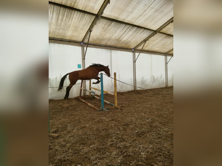 Malopolski Caballo castrado 8 años 166 cm Castaño in Malbork